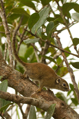 Jentink's Squirrel photo 2