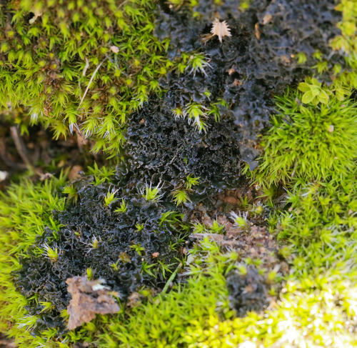 iNaturalist observation photo of Skin Lichens
