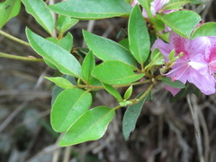 Rhododendron breviperulatum