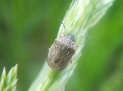 Neottiglossa pusilla