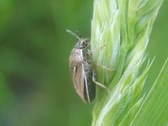 Neottiglossa pusilla