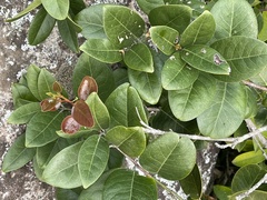 Allocassine laurifolia