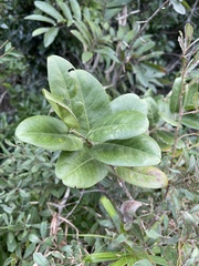 Allocassine laurifolia
