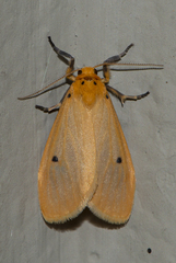 Miltochrista calamaria