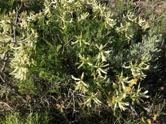 Astragalus scopulorum