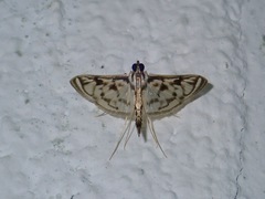 Rhimphalea
