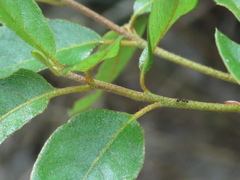 Rhododendron breviperulatum