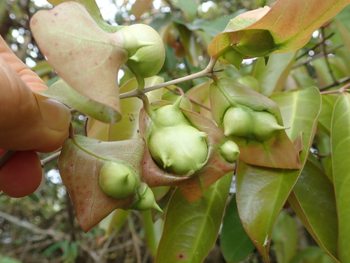 Hiptage benghalensis iNat (2)