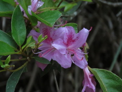 Rhododendron breviperulatum