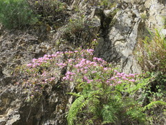 Rhododendron breviperulatum