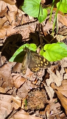 Pararge aegeria tircis