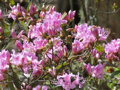 Rhododendron breviperulatum
