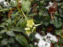 Helleborus viridis viridis