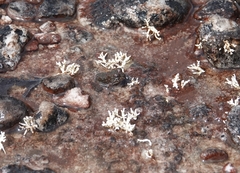 Leptodactylus rugosus