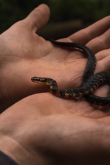 Erythrolamprus epinephalus pseudocobella