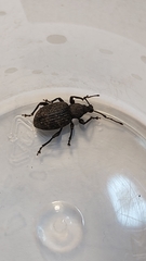 Otiorhynchus sulcatus