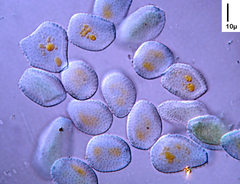 Miyagia pseudosphaeria