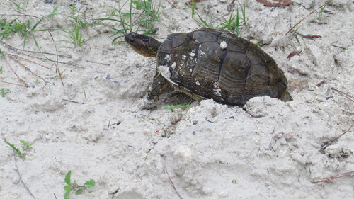 Rhinoclemmys areolata