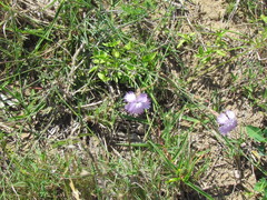 Dianthus crenatus
