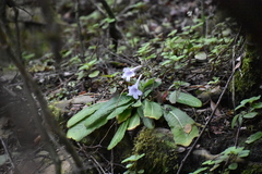 Streptocarpus primulifolius