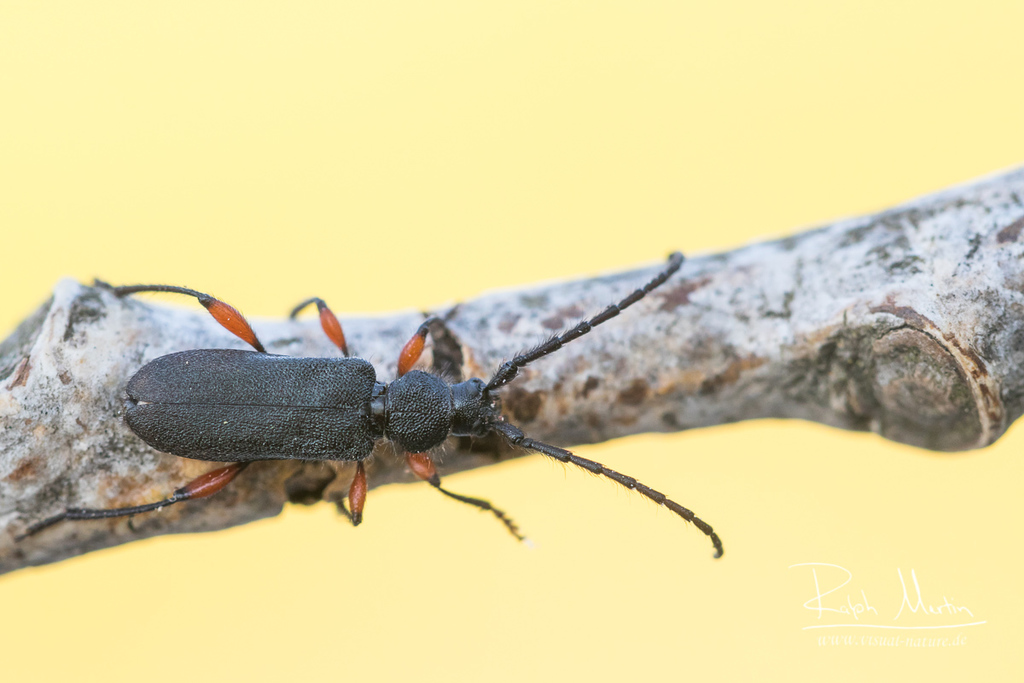 Ropalopus femoratus