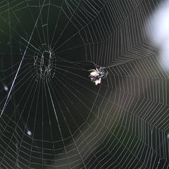 Gasteracantha mediofusca