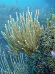 Eunicella singularis