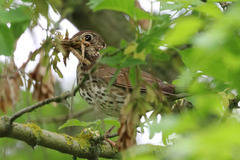 Turdus philomelos
