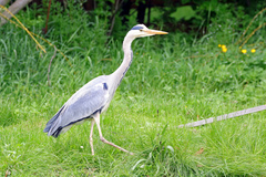 Ardea cinerea