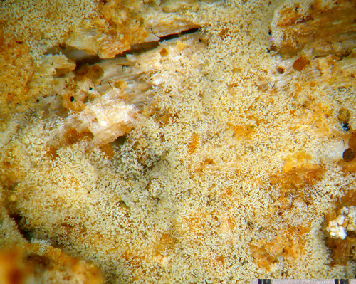 Botryohypochnus isabellinus