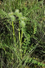 Astragalus vulpinus