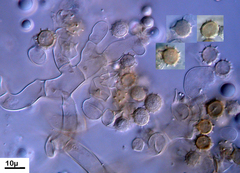 Botryohypochnus isabellinus