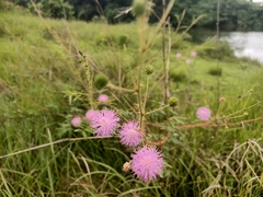 Mimosa pudica