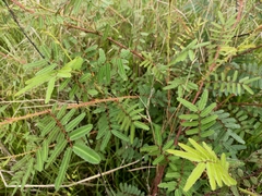 Mimosa pudica