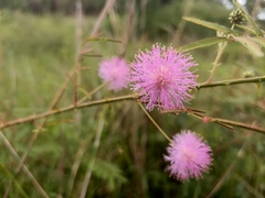 Mimosa pudica