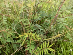 Mimosa pudica