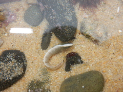 Nosestripe Klipfish photo 4