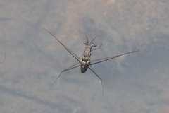 Limnogonus fossarum