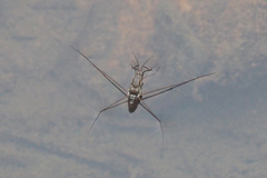 Limnogonus fossarum