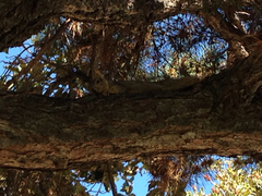 Sciurus niger