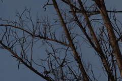 Passer domesticus