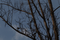 Passer domesticus