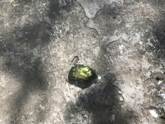 Cetonia aurata