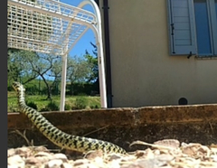 Hierophis