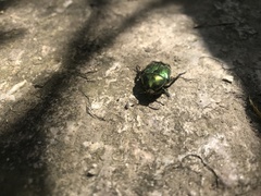 Cetonia aurata