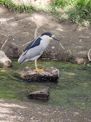 Nycticorax