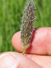 Alopecurus arundinaceus