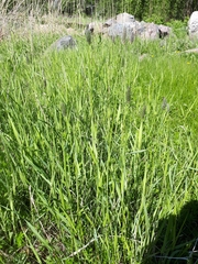 Alopecurus arundinaceus