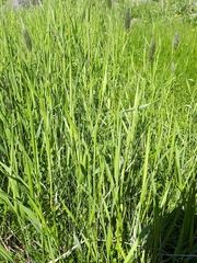 Alopecurus arundinaceus