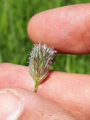 Alopecurus arundinaceus